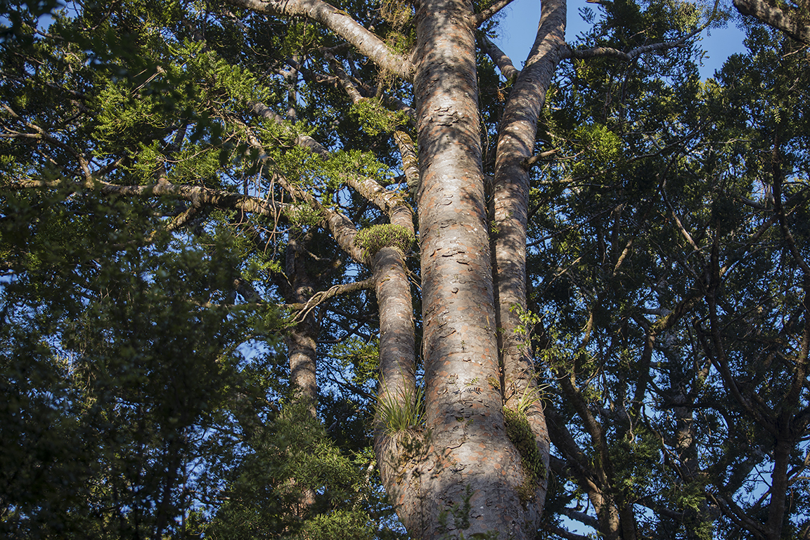 Kauri tree in the Waipoua Forest