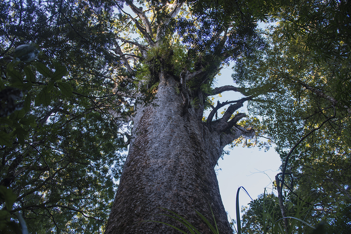 Sacred kauri tree in the Waipoua Forest