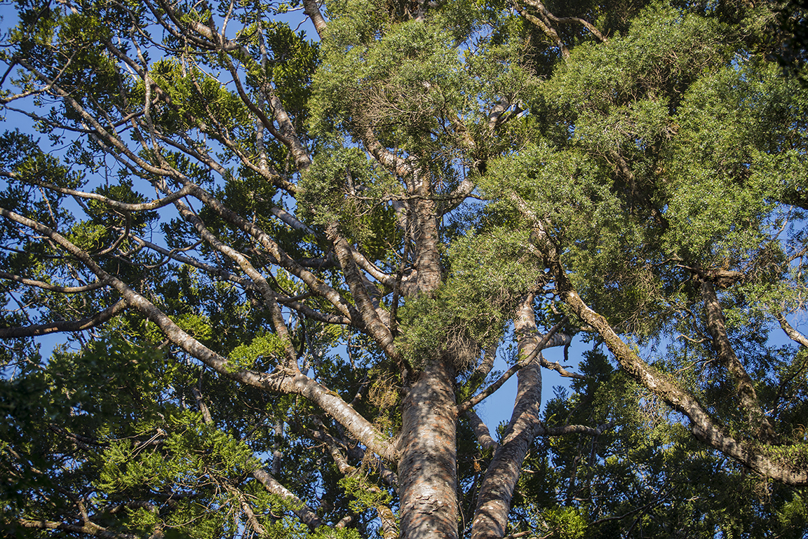 Kauri tree in the Waipoua Forest