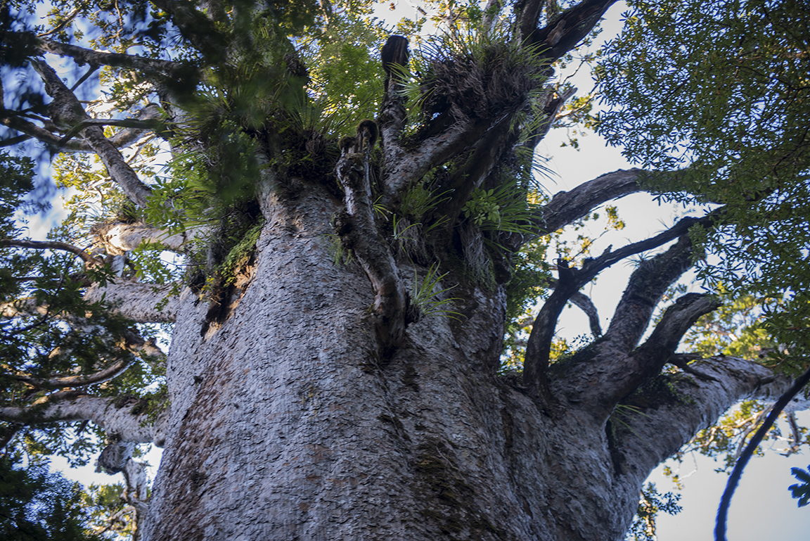Sacred kauri tree in the Waipoua Forest