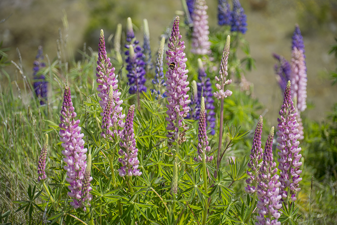 Wildflowers at Lake Pukaki