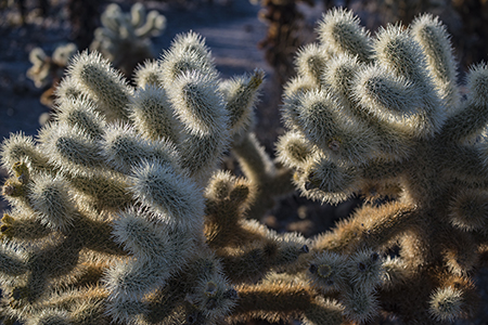 Cholla Gardens