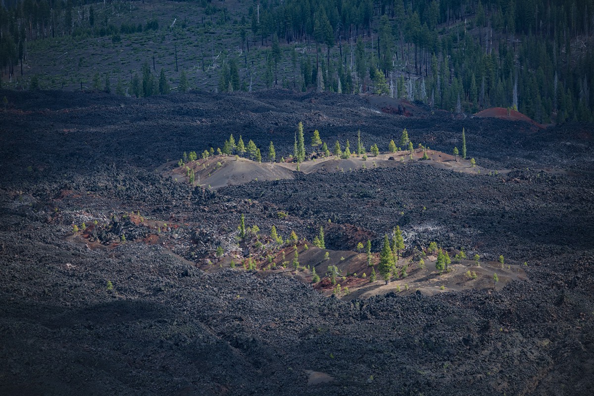 Islands of trees in lava beds