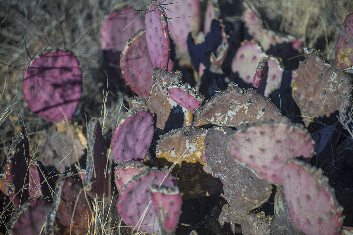 Purple cacti along the Ross Maxwell Scenic Drive