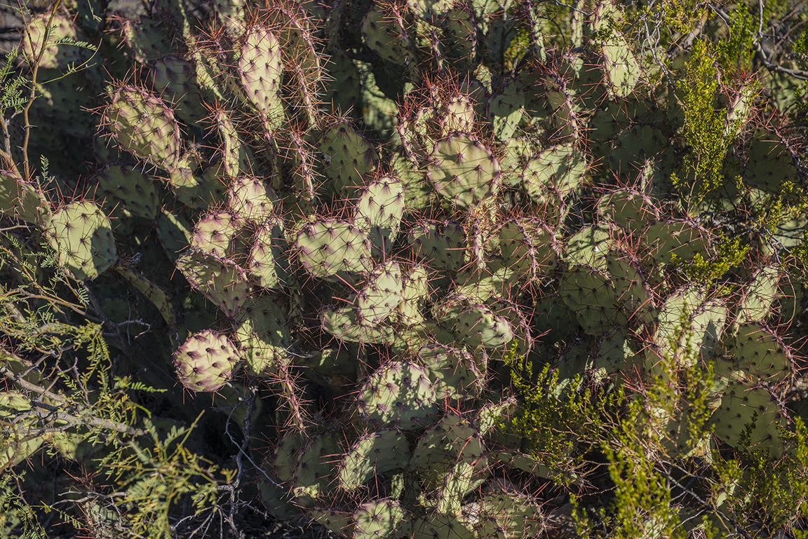 Morning light on cacti at Panther Junction