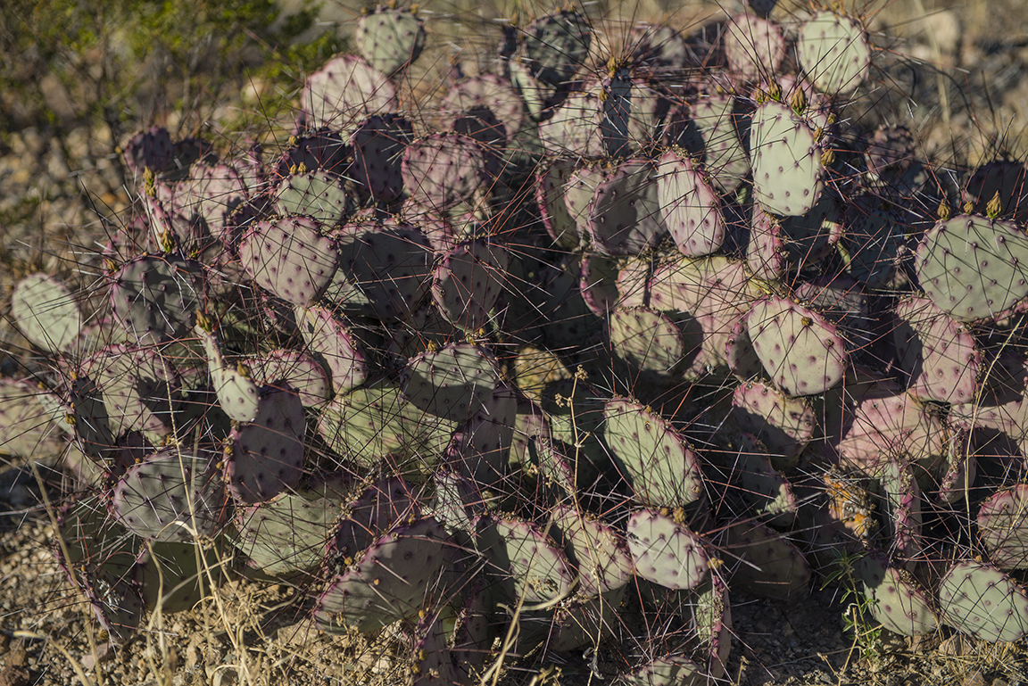 Purple cacti on the way to Study Butte