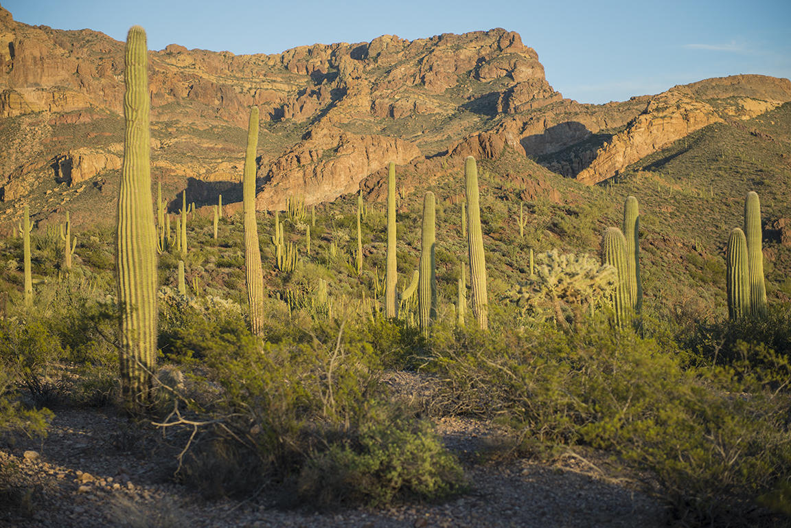 Stacks Image 70