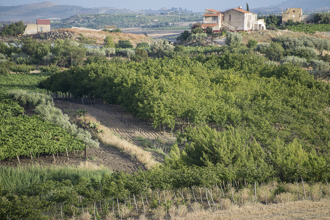 Countryside near Agrigento