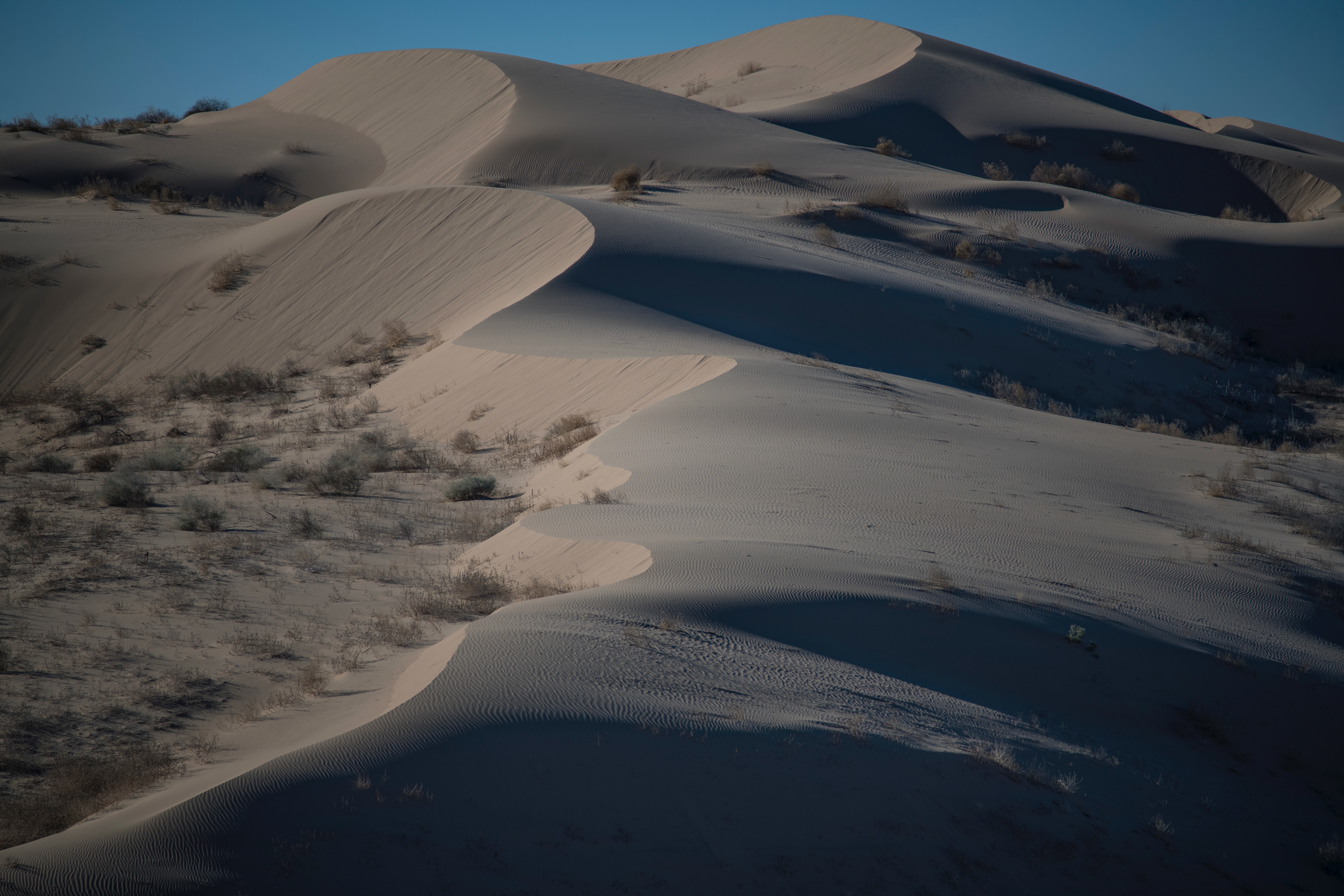 Imperial DSC_1868 Fall OS 2021