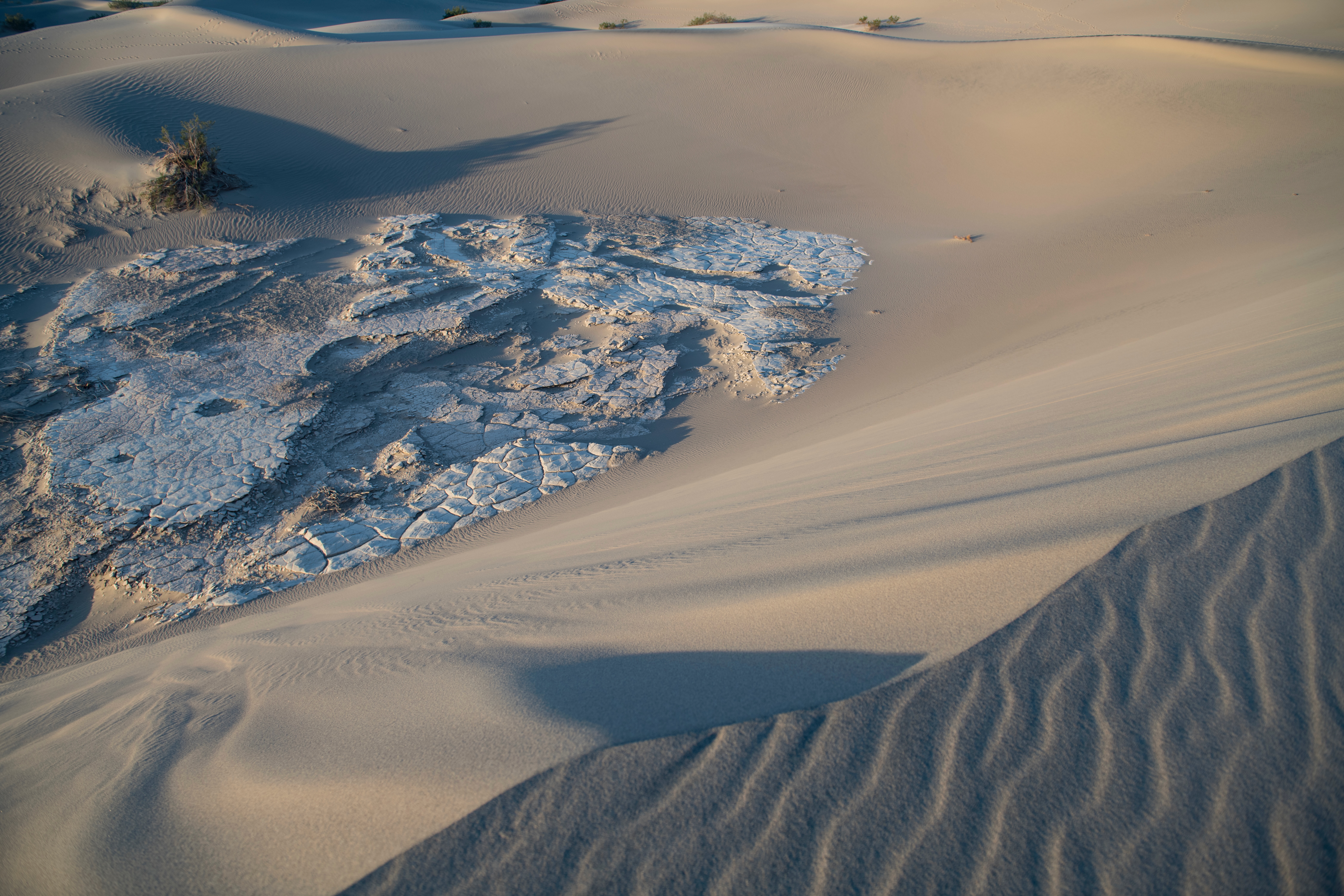 Mesquite DSC_0159 Fall OS 2021