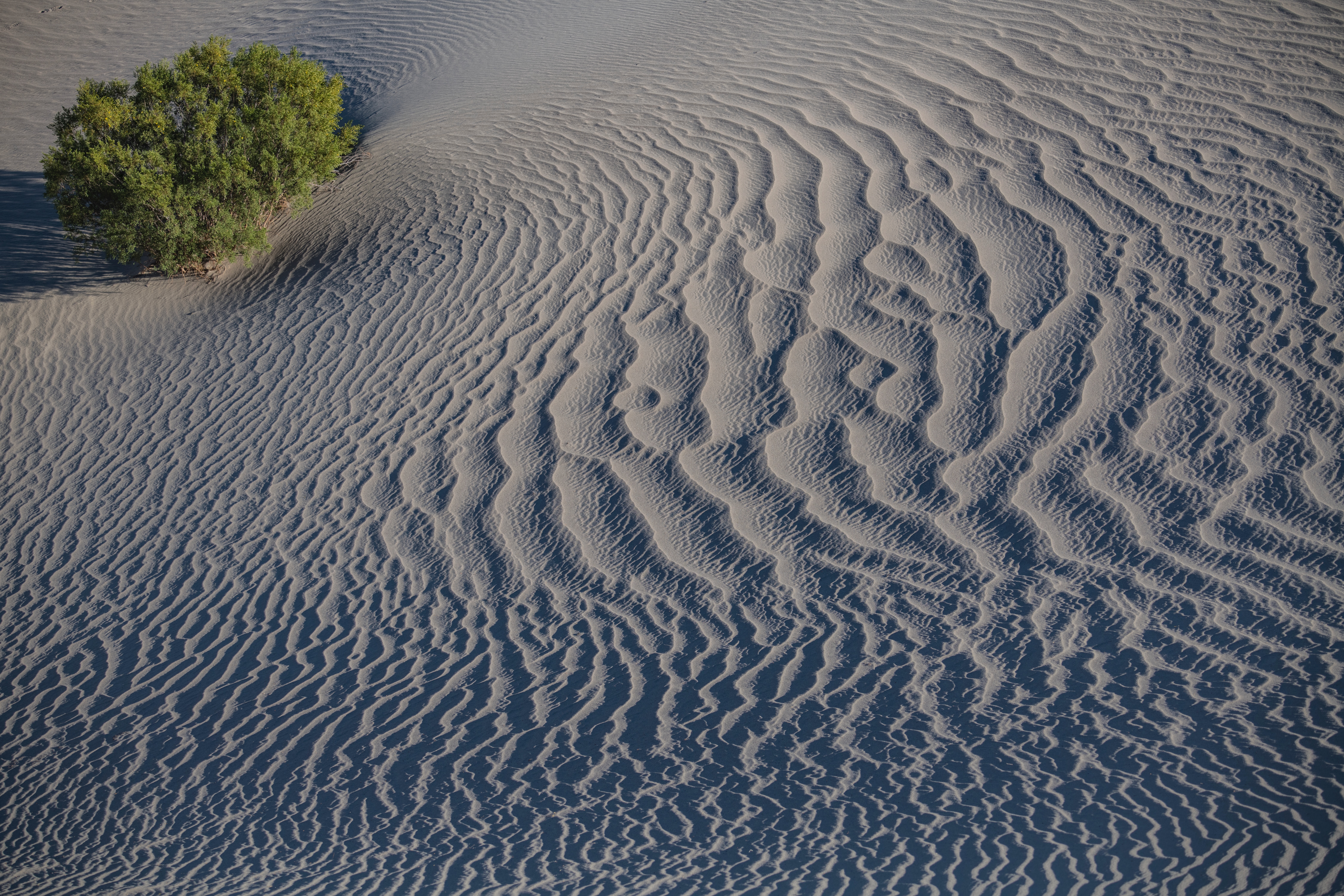 Mesquite DSC_9700 Fall OS 2021
